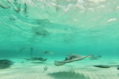 DCIM103GOPRO