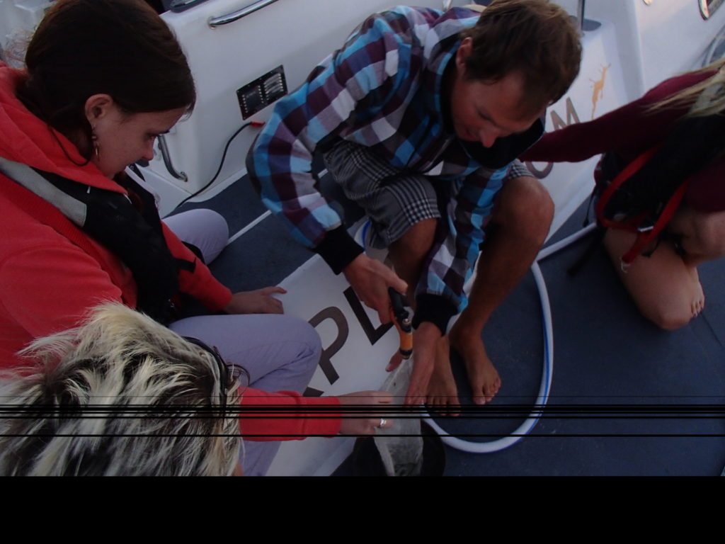 Olivia and Deckhand Mitch Mclean work up their first manta trawl sample on deck.