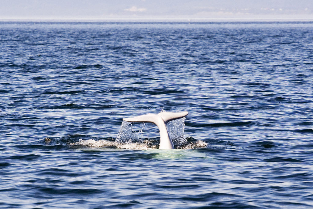 A beluga in the St. Lawrence Estuary. Wikipedia Commons Photo. beluga