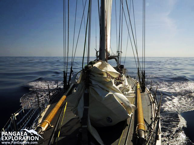 sea dragon sailing bermuda