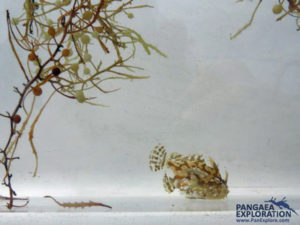 sargasso weed bermuda