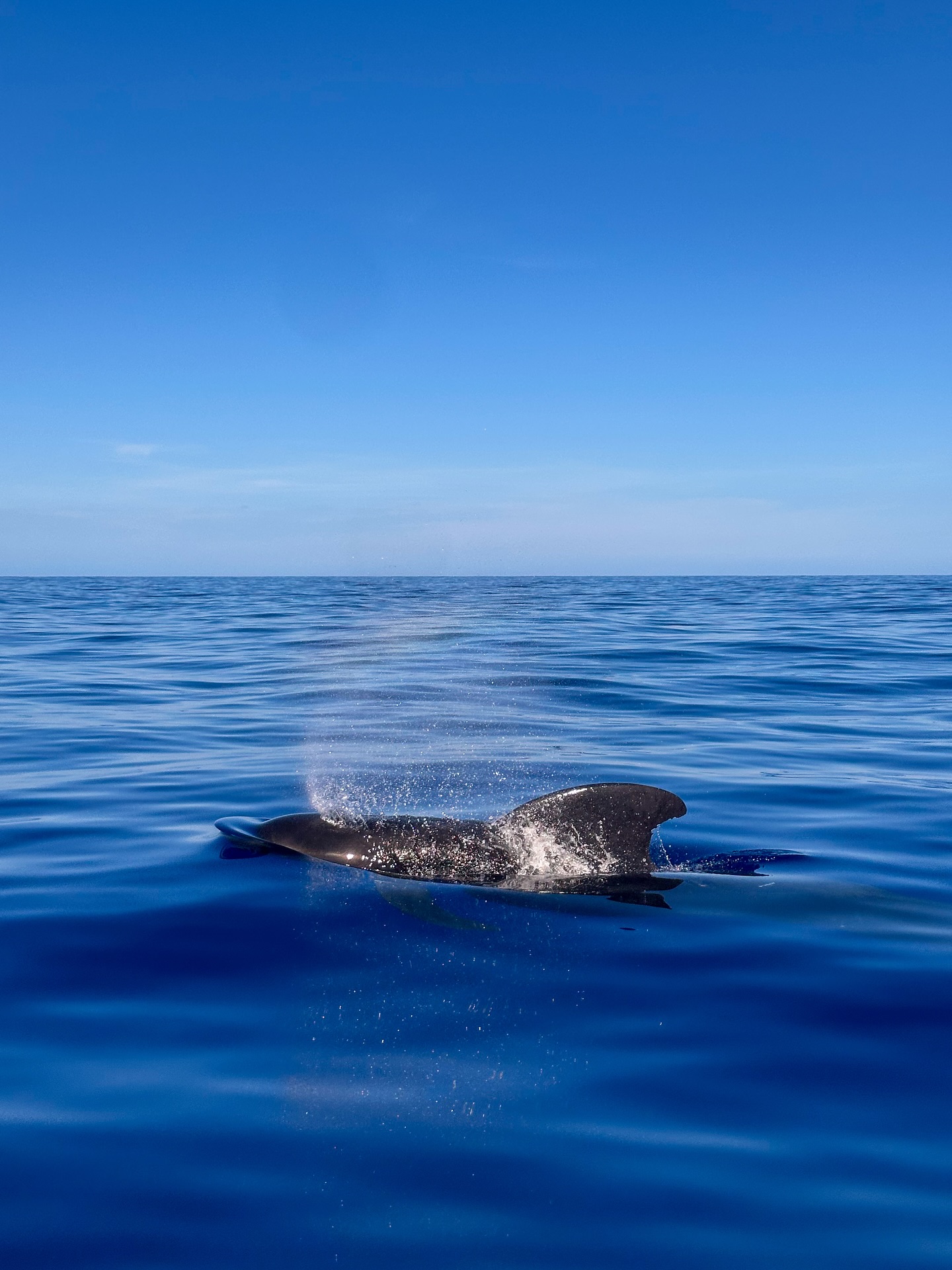 Where else can you sail next to pilot whales—and then drop anchor under volcanic cliffs?
The Canary Islands are home to one of the few resident populations of short-finned pilot whales on the planet—and we sail right through their territory.
Join us for an unforgettable passage where wildlife, wild landscapes, and bold crew vibes collide. 🌊 Our UK to Canary Islands trip is sure to excite!
No experience? No problem. If you’re craving a new kind of adventure, you’re exactly who we’re looking for.
⚓ Come for the whales. Stay for the journey. Book online today.
#PanExplore #PilotWhales #canaryislands #wildlifetravel #adventureculture #offshoresailing #liveadventurously