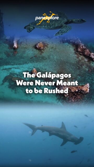 The Galápagos changes when you experience it slowly.
Not as a quick stop on a packed itinerary, but as a place you move through gradually waking up with the ocean, spending time in each anchorage, and actually noticing the wildlife and landscapes around you.
There’s something special about arriving by sailboat, stepping onto remote shores, and feeling completely removed from the pace of everyday life for a while.
Some places deserve more time. The Galápagos is one of them.
#Panexplore #Galapagos #SlowTravel #SailingAdventure #WildlifeTravel #AdventureTravel #LifeAtSea #ExploreMore