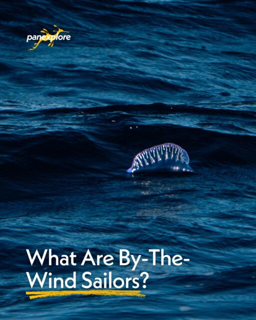 They may look like tiny sailboats drifting across the ocean, but by-the-wind sailors are actually fascinating marine animals 🌊
Unlike fish or marine mammals, by-the-wind sailors (or Velella velella) can't steer or swim. Their small, upright sail catches the wind, carrying them across the open ocean until changing conditions eventually bring some ashore in large numbers.
For crew members, they're a reminder of how closely life at sea is connected to the weather. The same winds and surface currents that shape a vessel's passage also influence where these remarkable creatures gather, making them a fascinating sight during offshore voyages.
If you spot by-the-wind sailors, it's best to admire them without picking them up. While being generally harmless to humans, they're delicate animals that play a role in the ocean ecosystem, and leaving them undisturbed is always the best approach.
Have you ever seen by-the-wind sailors along a beach or while out on the water? 🌎
#Panexplore #SailTheWorld #OffshoreLife #SailingTips #SailTrip