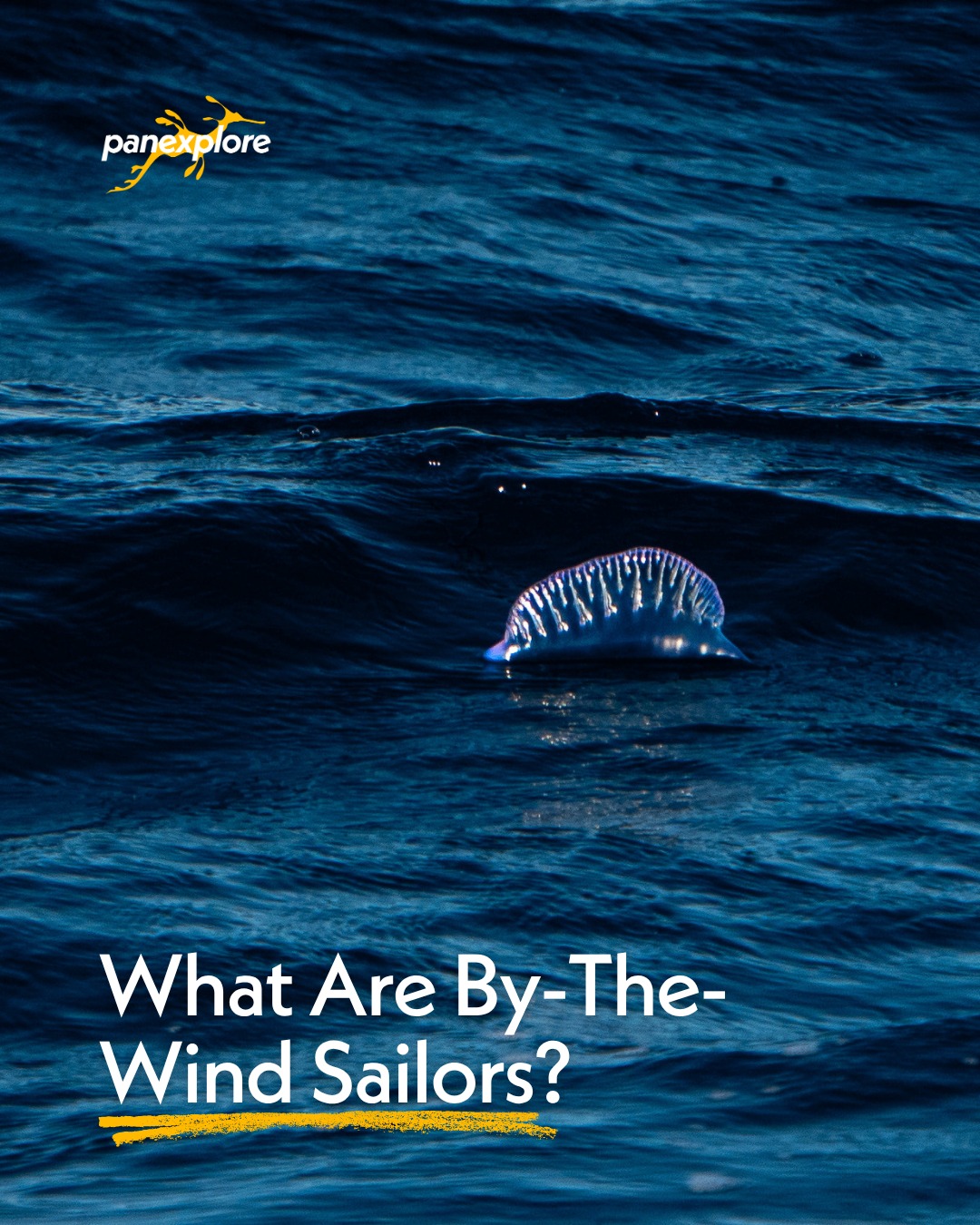 They may look like tiny sailboats drifting across the ocean, but by-the-wind sailors are actually fascinating marine animals 🌊
Unlike fish or marine mammals, by-the-wind sailors (or Velella velella) can't steer or swim. Their small, upright sail catches the wind, carrying them across the open ocean until changing conditions eventually bring some ashore in large numbers.
For crew members, they're a reminder of how closely life at sea is connected to the weather. The same winds and surface currents that shape a vessel's passage also influence where these remarkable creatures gather, making them a fascinating sight during offshore voyages.
If you spot by-the-wind sailors, it's best to admire them without picking them up. While being generally harmless to humans, they're delicate animals that play a role in the ocean ecosystem, and leaving them undisturbed is always the best approach.
Have you ever seen by-the-wind sailors along a beach or while out on the water? 🌎
#Panexplore #SailTheWorld #OffshoreLife #SailingTips #SailTrip